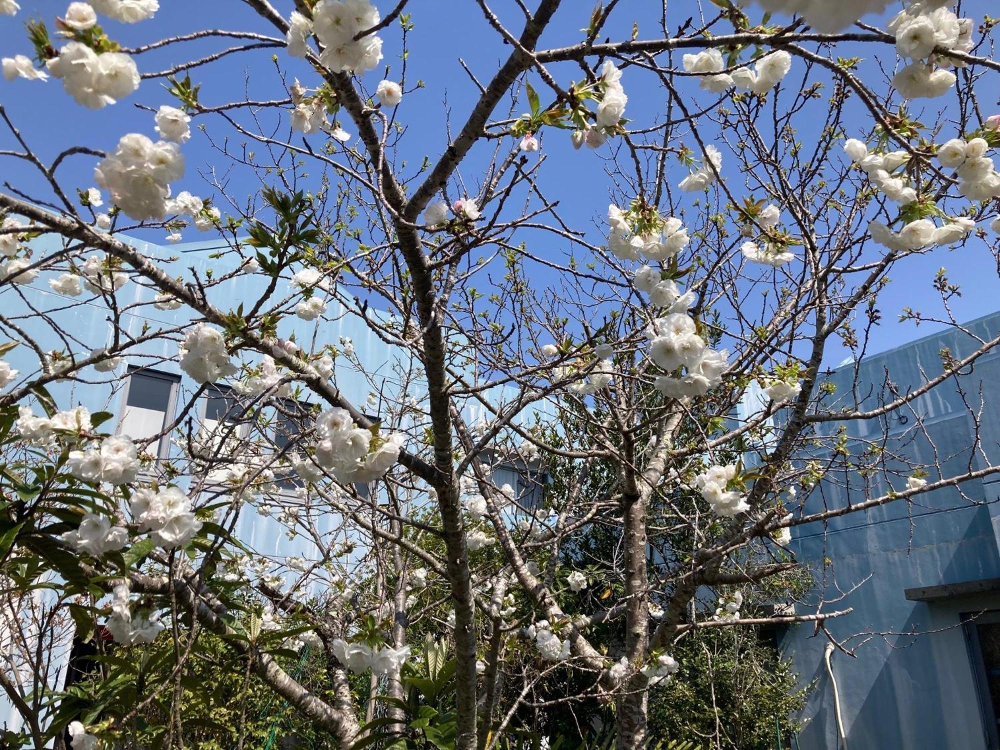 Narita Airport Samurai Hostel Kudzsukuri Kültér fotó